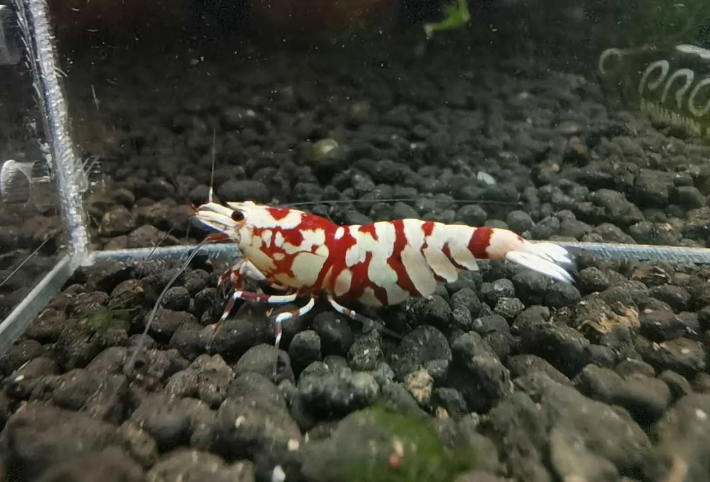 Red fancy tiger shrimp - top grade - livestock