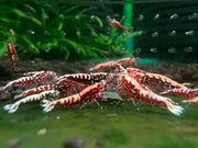Red galaxy fishbone shrimp - livestock
