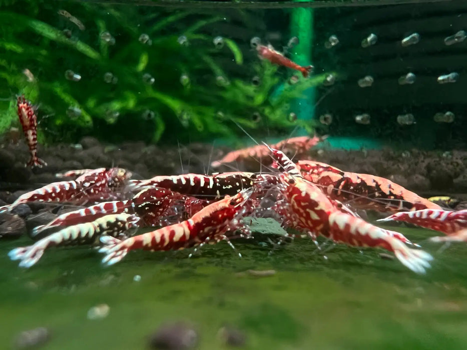 Red galaxy fishbone shrimp - livestock