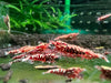 Red galaxy fishbone shrimp - livestock