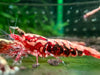Red galaxy fishbone shrimp - livestock