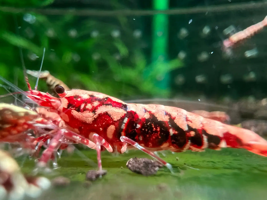 Red galaxy fishbone shrimp - livestock