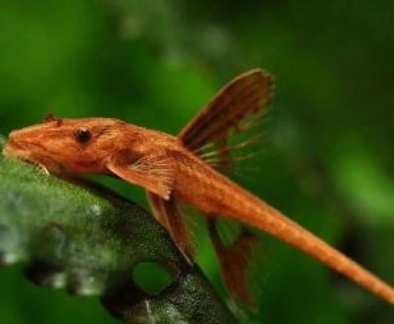 Red Lizard Whiptail Catfish - Standard Size - Topick Aquarium