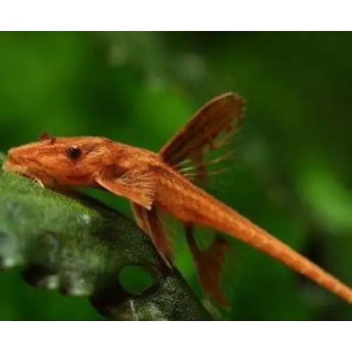 Red lizard whiptail catfish - livestock