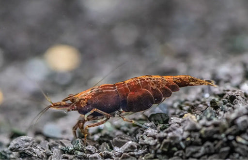 Red onyx shrimp - livestock