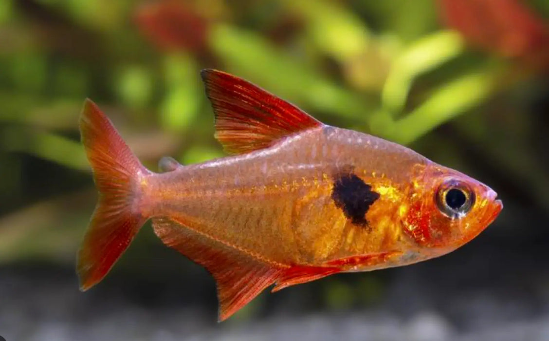 Red phantom tetra - livestock