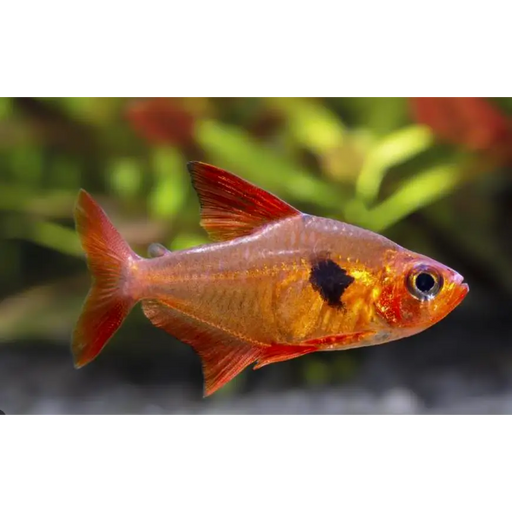 Red phantom tetra - livestock