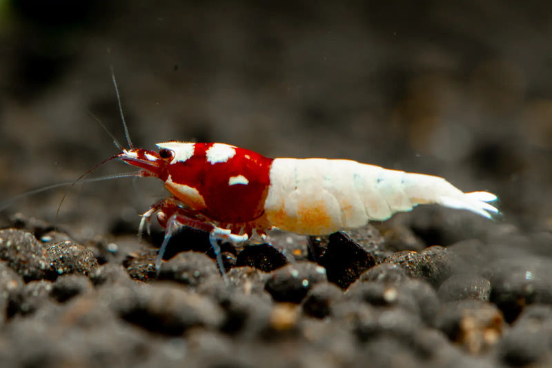 Red pinto shrimp - livestock