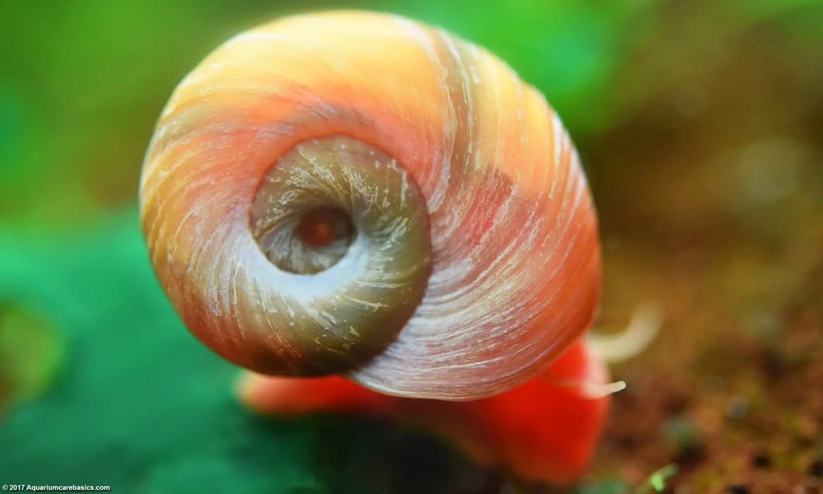 Red ramshorn snail - livestock