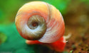 Red ramshorn snail - livestock