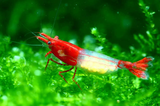Red rili shrimp - livestock