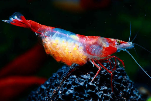 Red rili shrimp - livestock