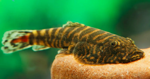 Red tail borneo sucker