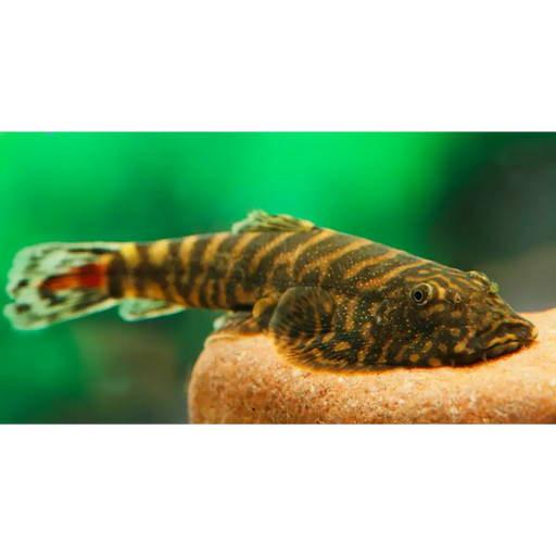 Red tail borneo sucker