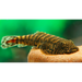 Red tail borneo sucker