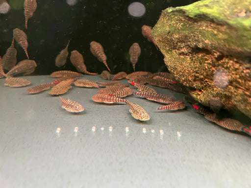 Red tail borneo sucker