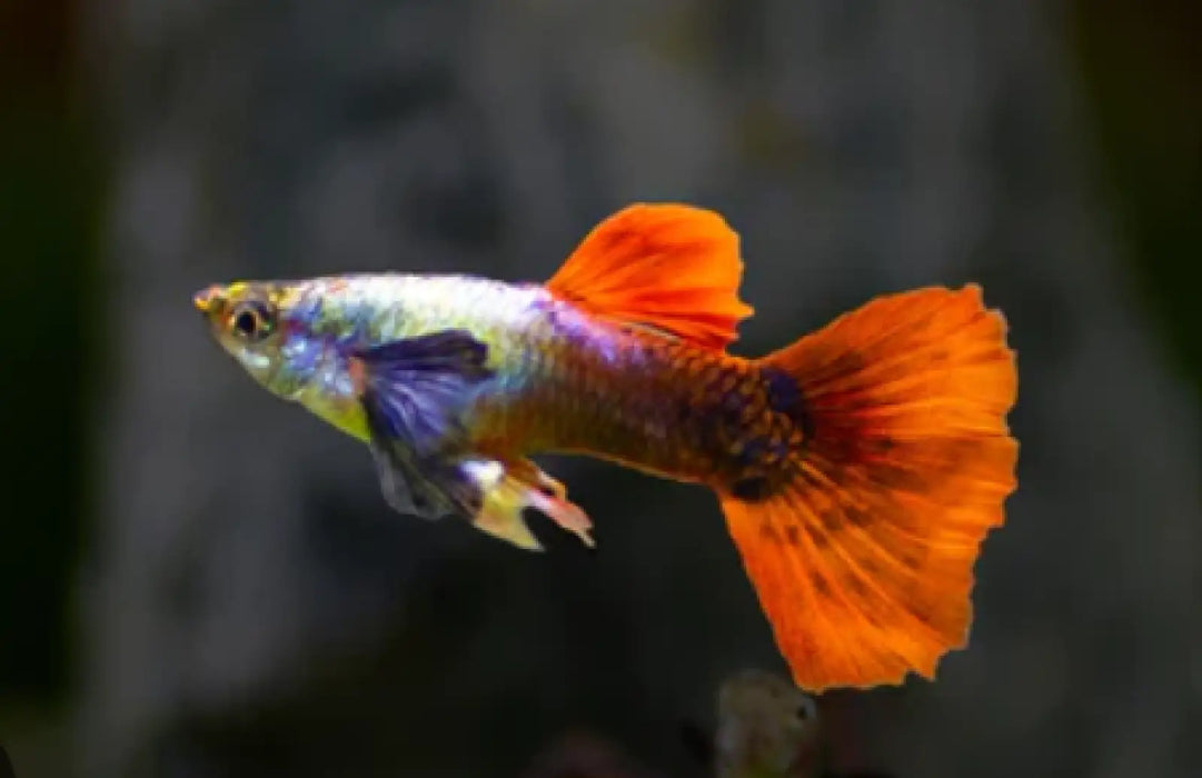 Red tail platinum elephant ear guppy - pair - livestock