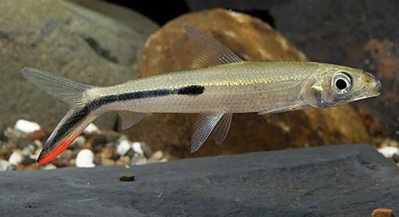 Red-Tailed Hemiodus - Topick Aquarium Canada