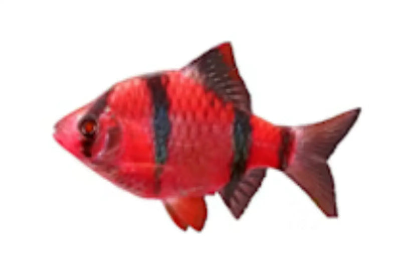 Red Tiger Barb - Topick Aquarium Canada