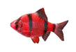 Red tiger barb - livestock