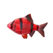 Red tiger barb - livestock