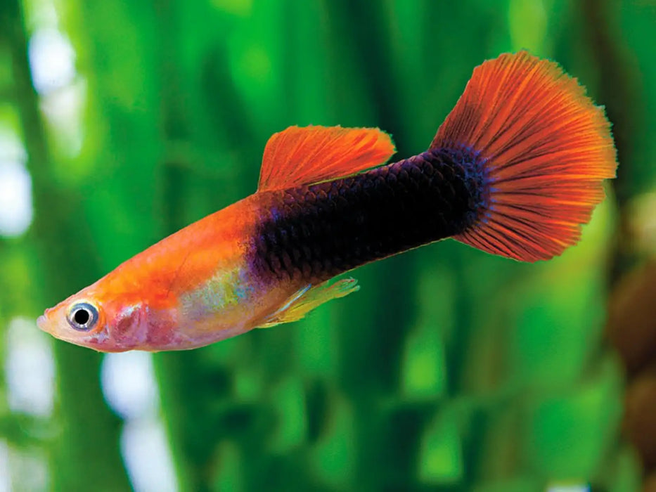 Red tuxedo guppy - livestock