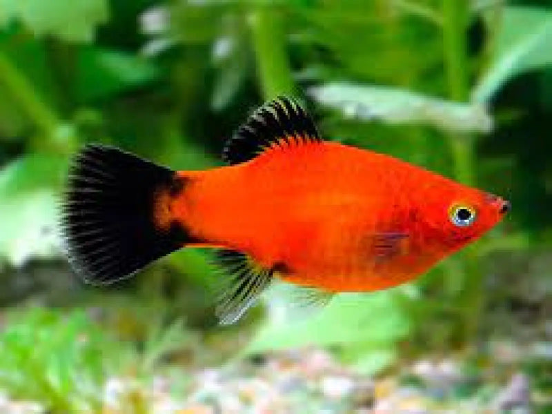 Red wagtail platy - livestock