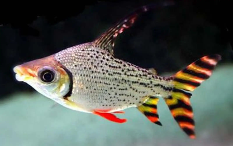 Redfin Flagtail Prochilodus - Topick Aquarium Canada