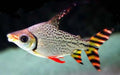 Redfin falgtail prochilodus - single (~12cm) - animals &