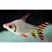Redfin falgtail prochilodus - single (~15cm) - animals &
