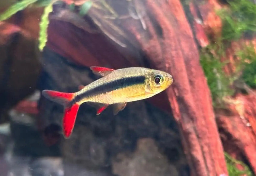 Redfin penguin tetra - 1 fish - livestock