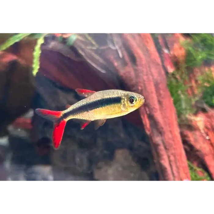 Redfin penguin tetra - single fish - livestock