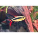 Redfin penguin tetra - single fish - livestock