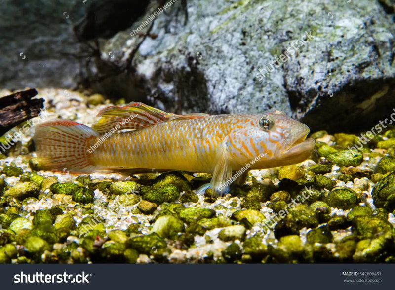 Rhinogobius giurinus - 1 pair (4-5 cm) - livestock