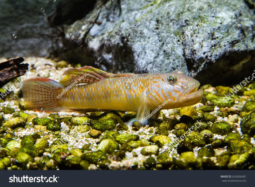 Rhinogobius giurinus - 1 pair (4-5 cm) - livestock