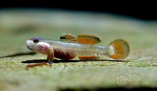 Rhinogobius ’gold ring’ - single fish (~4cm) - livestock