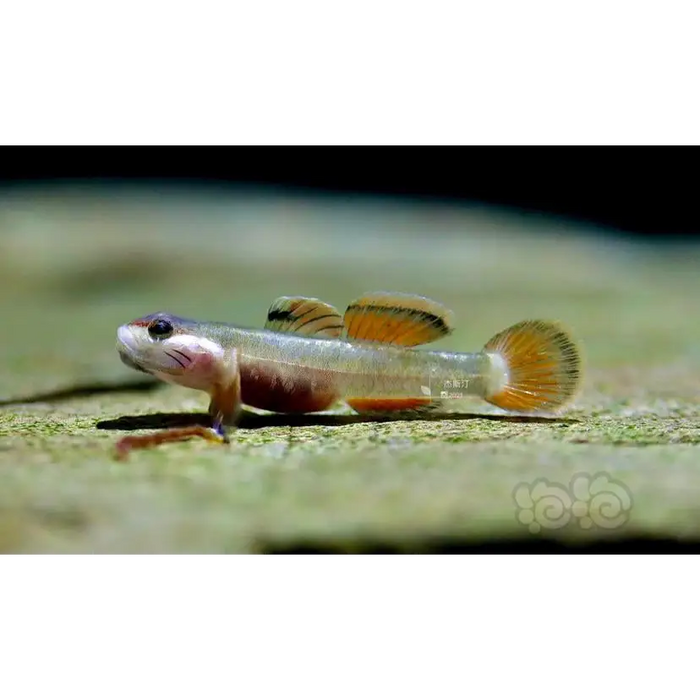 Rhinogobius ’gold ring’ - single fish (~4cm) - livestock