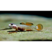 Rhinogobius ’gold ring’ - single fish (~4cm) - livestock