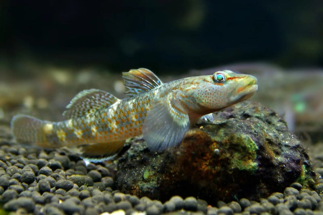 Rhinogobius maculafasciatus - 1 pair (3-4 cm) - livestock