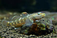 Rhinogobius maculafasciatus - 1 pair (3-4 cm) - livestock