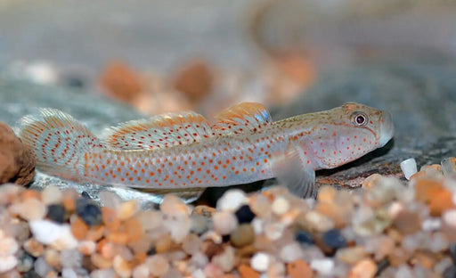 Rhinogobius rubromaculatus - 1 pair (3-4 cm) - livestock