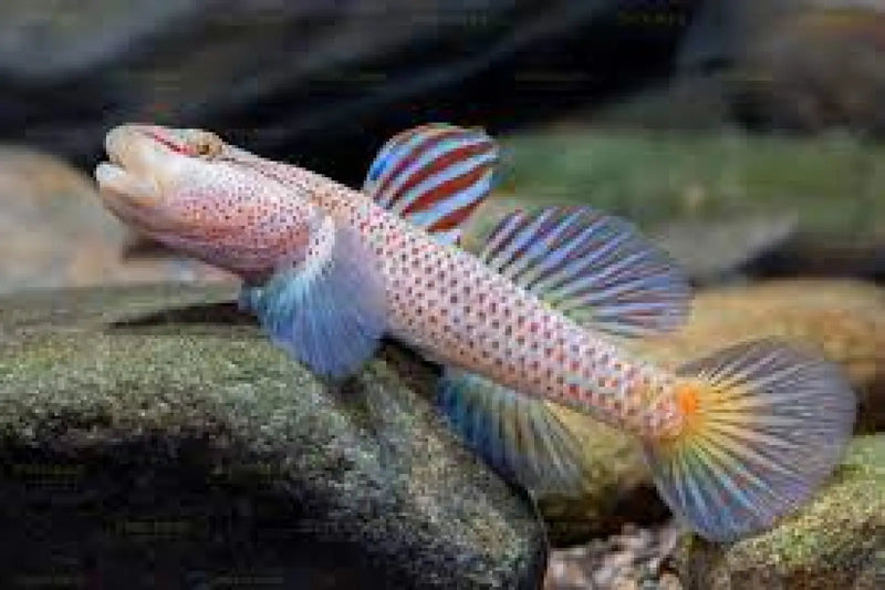 Rhinogobius ‘star flag’ - single fish (~4cm) - livestock