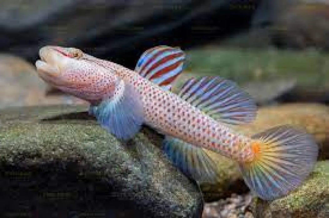 Rhinogobius ‘star flag’ - single fish (~4cm) - livestock