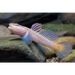 Rhinogobius ‘star flag’ - single fish (~4cm) livestock