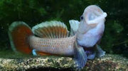 Rhinogobius ’white ring’ - single fish (~4cm) - livestock