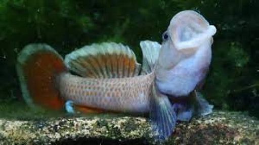 Rhinogobius ’white ring’ - single fish (~4cm) - livestock