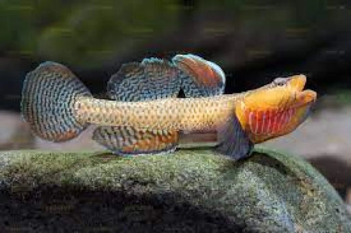 Rhinogobius ’yellow cheek’ - single fish (~4cm) - livestock