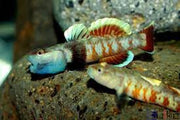 Rhinogobius zhoui - single fish (~4cm) - livestock