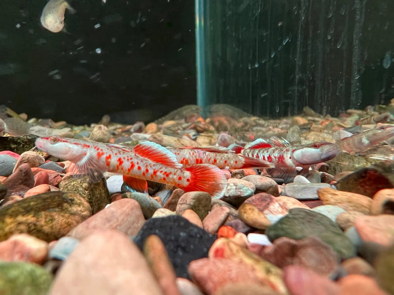 Rhinogobius zhoui - single fish (~4cm) - livestock