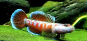 Rhinogobius zhoui - single fish (~4cm) - livestock